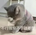 是喵星人啦00059-不行我受不了这委屈猫