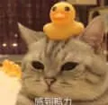 是喵星人啦00057-感到鸭力-感到压力猫