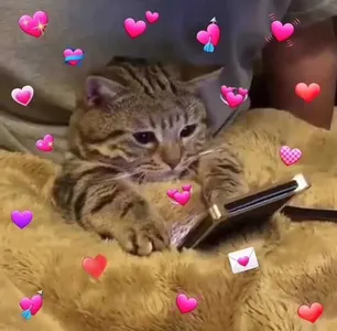 心心00010-猫咪心心
