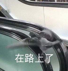 00017鸽子-在路上了