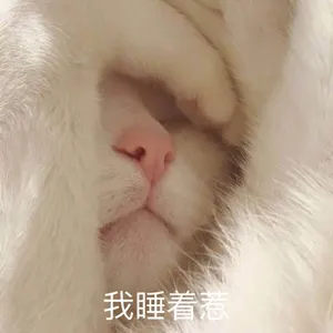 是喵星人啦00118-我睡着惹-晚安-我睡着了猫