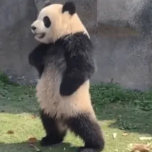 沙雕情侣头像00018-被管理员喂的熊猫