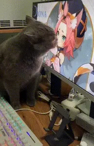 原神00031-舔猫