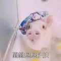 猪00017-猪洗澡
