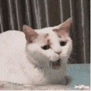是喵星人啦00011-困哈欠猫