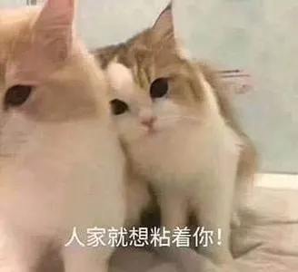 是喵星人啦00145-人家就想粘着你猫