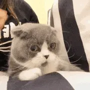 是喵星人啦00077-拍头猫