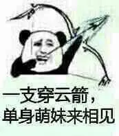 金馆长熊猫00288-一只穿云箭单身萌妹来相见