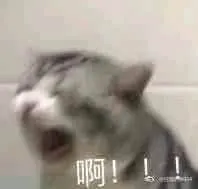 是喵星人啦00034-啊猫