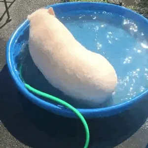 猪00018-猪侧躺