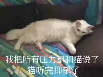 是喵星人啦00129-我把所有压力都和猫说了猫听完抑郁了猫