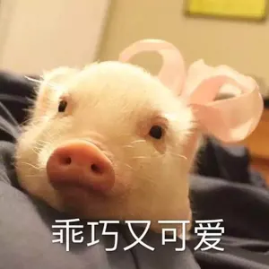 猪00014-乖巧又可爱