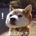 狗00047-真让人头大