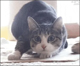 是喵星人啦00026-猫与黑人兄贵哲学猫