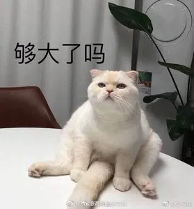 是喵星人啦00107-够大了吗猫
