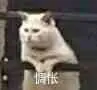是喵星人啦00027-惆怅猫