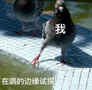 00019鸽子-我在鸽的边缘试探