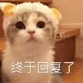 是喵星人啦00175-终于回复了猫
