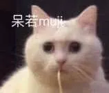 是喵星人啦00144-呆若木鸡猫