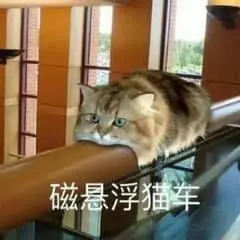 是喵星人啦00075-磁悬浮猫车猫