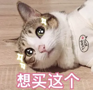 是喵星人啦00125-想买这个猫