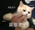 是喵星人啦00032-我在生气莫挨老子猫
