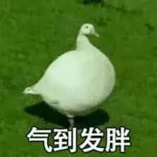 开心鸭00046-气到发胖
