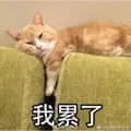 是喵星人啦00035-我累了猫