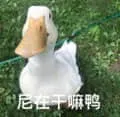 开心鸭00009-尼在干嘛鸭
