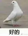 鸽子00009-好的-ok-OK-Ok