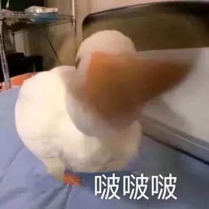 开心鸭00021-啵啵啵