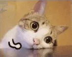 是喵星人啦00028-锤桌子猫