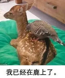 00020鸽子-我已经在路上了