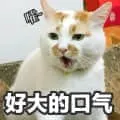 是喵星人啦00064-嚯好大的口气猫