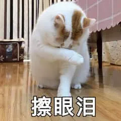 是喵星人啦00031-擦眼泪猫