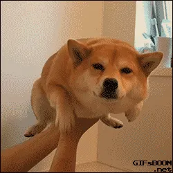 狗00028-舔狗