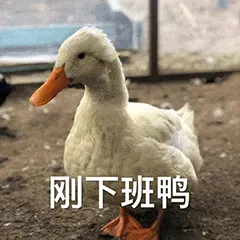 开心鸭00007-刚下班鸭