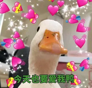 心心00034-今天也要爱我鸭