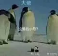 Penguin00146