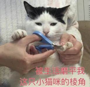 是喵星人啦00105-被生活磨平我这只小猫咪的棱角猫