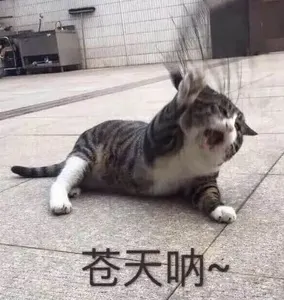 是喵星人啦00021-苍天呐猫