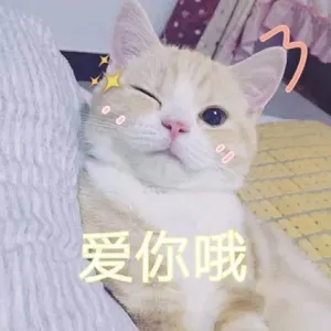 是喵星人啦00166-爱你哦猫