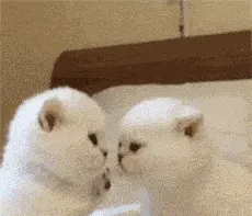 是喵星人啦00046-拒接接吻猫