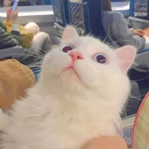 是喵星人啦00131-战术仰头猫