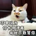是喵星人啦00063-不要以为你长得漂亮我就不敢骂你猫