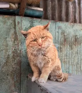 是喵星人啦00149-抑郁猫猫