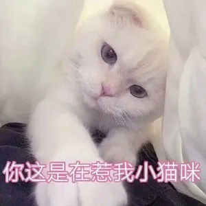 是喵星人啦00071-你这是在惹我小猫咪猫
