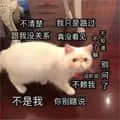 是喵星人啦00055-不是我-你别瞎说不清楚-我只是路过-真没看见-跟我没关系-别问了--猫