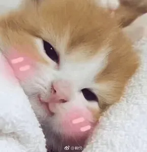 是喵星人啦00025-害羞猫