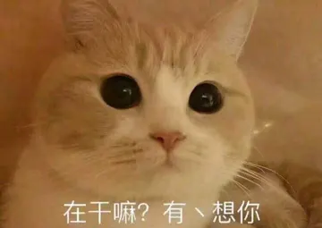 是喵星人啦00153-在干嘛有点想你猫